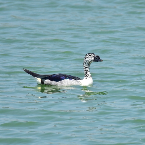 Knob-billed Duck (Sarkidiornis melanotos), photo 6