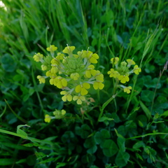 Triphysaria versicolor