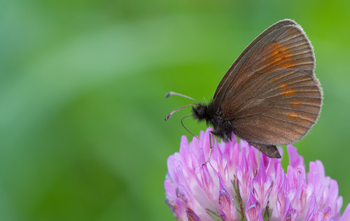 Erebia eriphyle (Freyer, 1836)