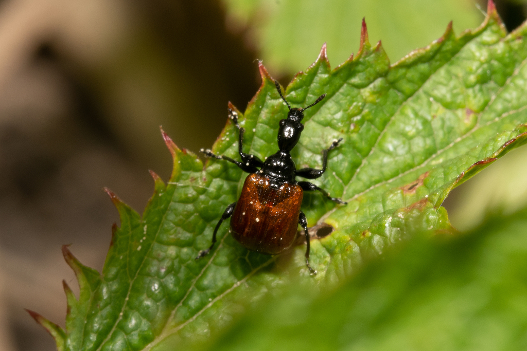 Compsapoderus erythropterus