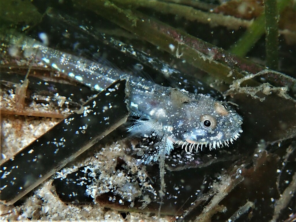 Barbel goby (Barbuligobius boehlkei) — Gobiidae