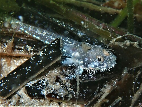 Barbel goby (Barbuligobius boehlkei) — Gobiidae