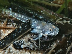 Bearded Goby photo 4