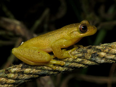Boettger's Colombian Treefrog photo 1