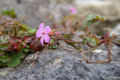Geranium robertianum