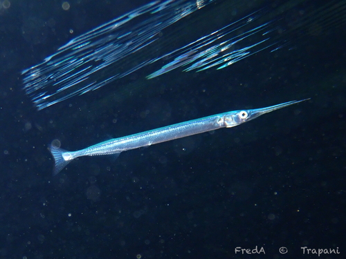 Garfish