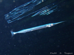 Garfish photo 3