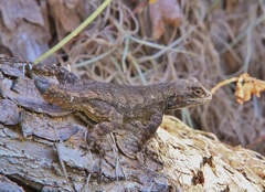 Sceloporus grammicus