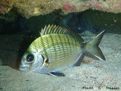 White Seabream photo 3