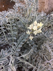 Astragalus nevinii