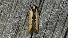 Ardozyga mesochra