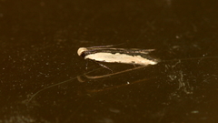 Ardozyga mesochra