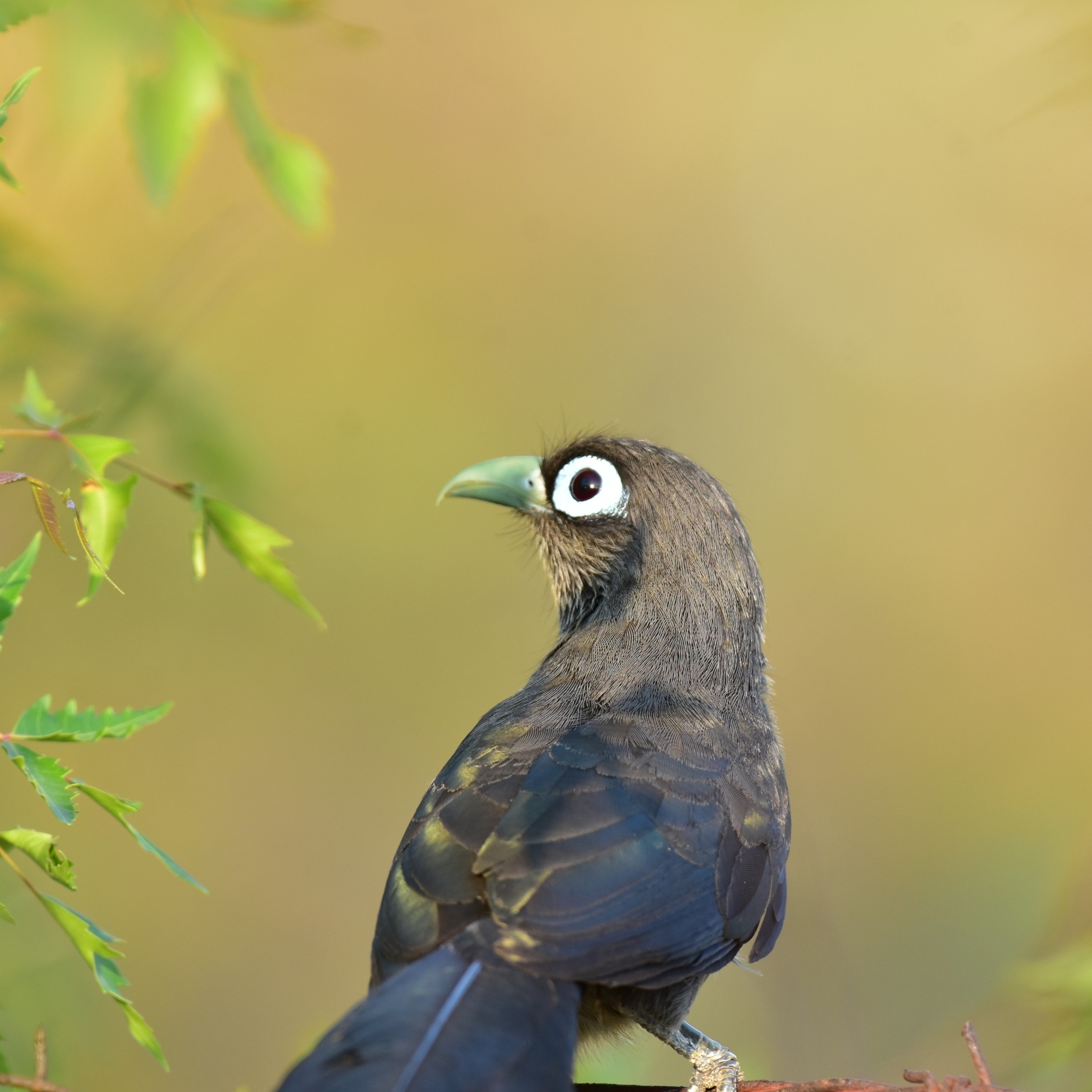 Blue-faced Malkoha illustration