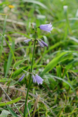 Adenophora triphylla