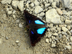 Doxocopa