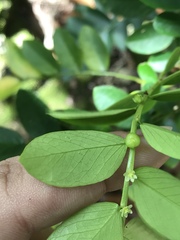 Phyllanthus marianus