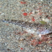 Marbled Goby - Photo (c) Frédéric ANDRE, some rights reserved (CC BY-NC), uploaded by Frédéric ANDRE