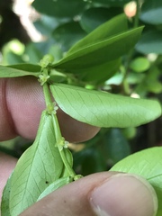Phyllanthus marianus