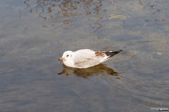 Chroicocephalus ridibundus