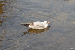 Chroicocephalus ridibundus