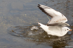 Chroicocephalus ridibundus
