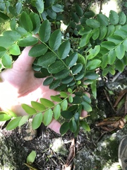 Phyllanthus marianus