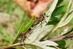 Promachus yesonicus