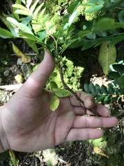 Phyllanthus marianus