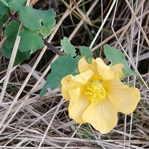 Image of Abutilon sonneratianum by (c) Henry de Lange, some rights reserved (CC BY)
