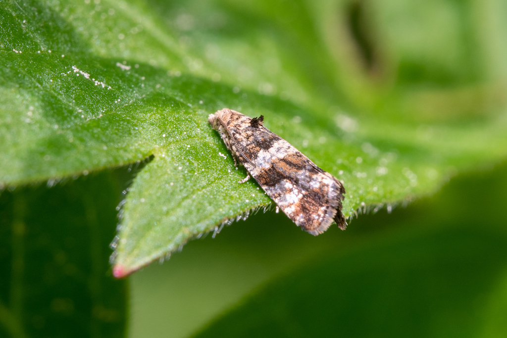 Lobesia abscisana