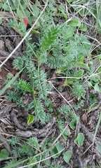 Acaena pinnatifida californica