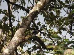 Melanerpes formicivorus flavigula