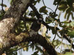 Melanerpes formicivorus flavigula