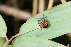 Graphosoma rubrolineatum