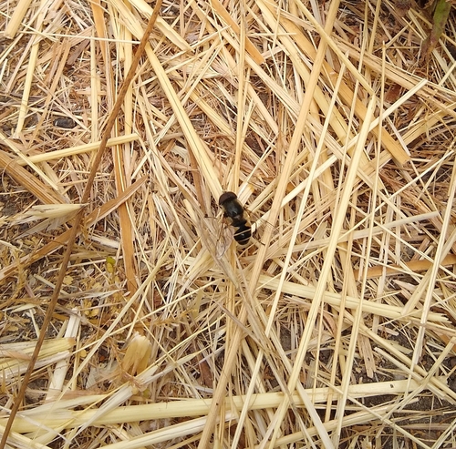 Black-footed Drone Fly photo 6
