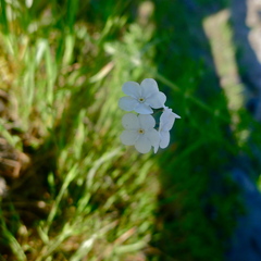 Cryptantha flaccida