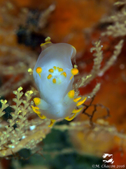 Polycera