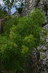 Heteromorpha montana image