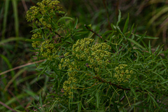 Heteromorpha montana image