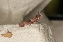 Calguia defiguralis