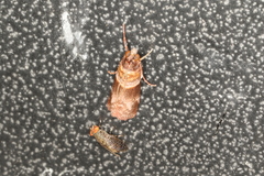 Calguia defiguralis