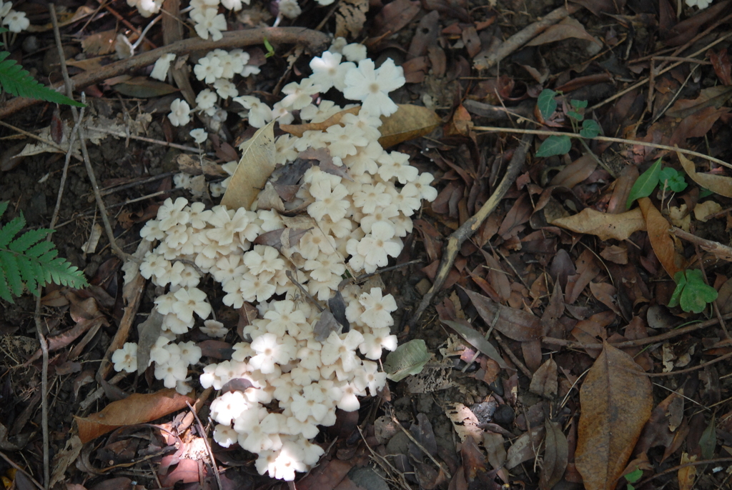 Termitomyces microcarpus · July 2012 · photo: © johnnypantw (iNaturalist, cc-by)