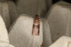 Calguia defiguralis