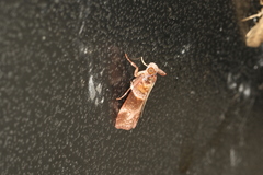 Calguia defiguralis
