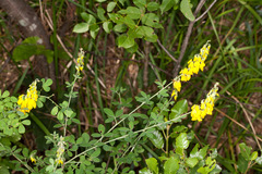Cytisus nigricans