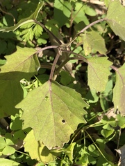 Physalis angulata