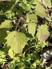 Physalis angulata