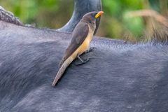 Yellow-Billed Oxpecker photo 5
