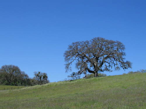 iNaturalist observation photo of Dumosae