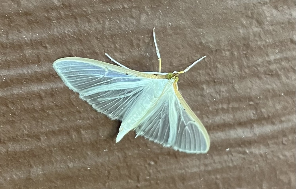 Orange-shouldered Sherbet Moth from Arbor Branch Dr, Dallas, TX, US on ...